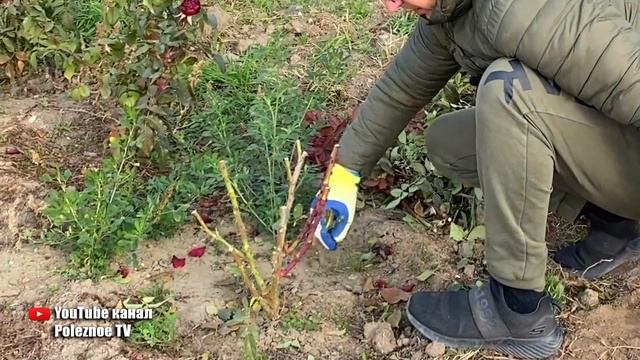 Розы осенью.Правильная обрезка и укрытие роз на зиму. Никогда не вымерзнут