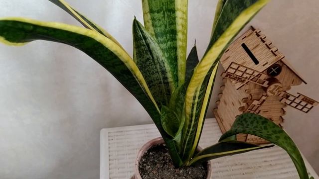 Дримиопсис, реанимация орхидеи на нитке. смотреть онлайн