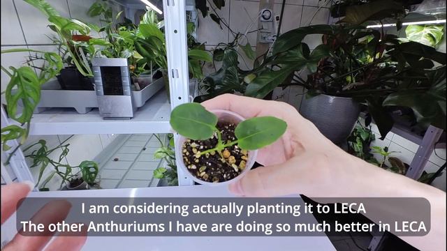 Houseplant tour - 🌿Anthurium collection🌿 смотреть онлайн