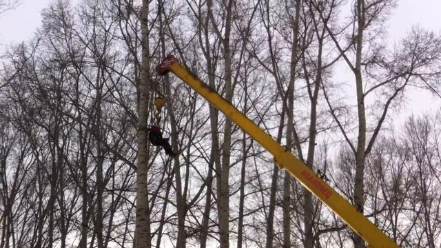 валка деревьев тополь краном смотреть онлайн