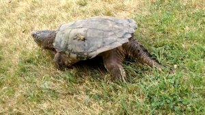 Мичиганское черепадло. Каймановая черепаха