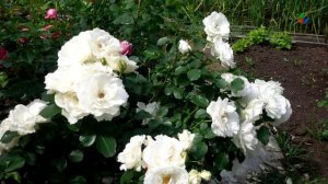 В дачной рубрике личный опыт увлеченного уральского садовода по выращиванию роз