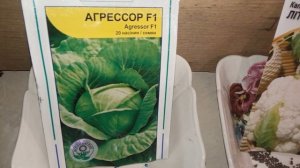 посев семян капусты в яичные лотки
