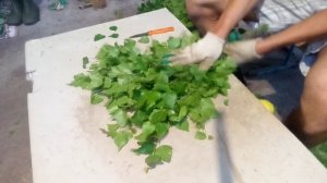 Берёзовые веники, как один из способов заработка?!?!