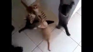 Приколы ! Кошки хотят есть