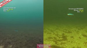 Вибы DUO BAY RUF SV против китайских реплик. Сравним игру на 5 м