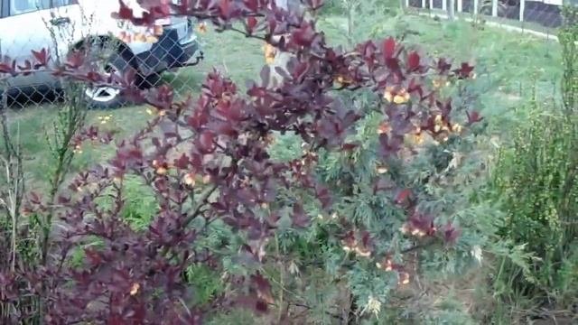Разноцветные барбарисы! Применение в дизайне, особенности посадки и ухода.