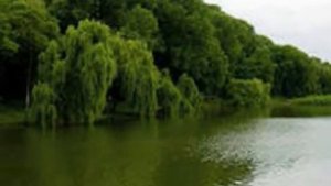 Романс Дремлют плакучие ивы