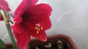 Амареллис (Гиппеаструм)