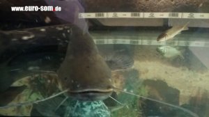 сом в аквариуме жрёт рыбку / silure attacks 3