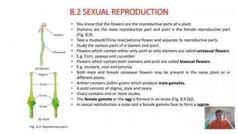 Class7 #science chapter7 part2: #reproduction in Plants based on #ncert books. #pappaclasses