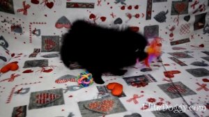 Черный померанский шпиц, мини щенок, тип мини-мишка, продажа