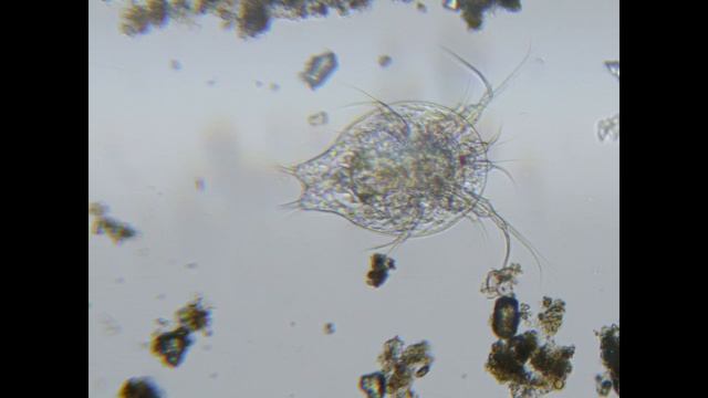 Личинка веслоногого рачка (Copepoda Nauplius) смотреть онлайн