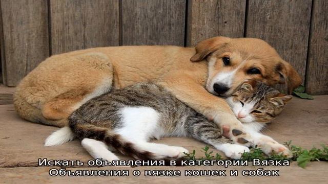 Вязка
Объявления о вязке кошек и собак