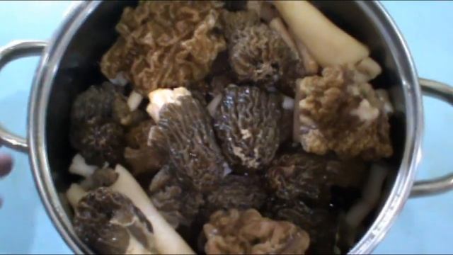 Лучшие Весенние ГРИБЫ СМОРЧКИ СТРОЧКИ ! ГДЕ СОБИРАТЬ ! КАК ПРИГОТОВИТЬ ! смотреть онлайн