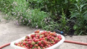 Капельный полив клубники. Урожай клубники с использованием капельного полива