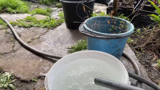 Подкормка роз кальциевой селитрой!