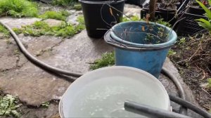 Подкормка роз кальциевой селитрой!