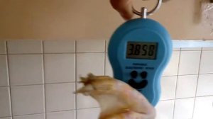 Шок вес  утки Стар 53 на  59 день / Метод кормления нетрадиционный от обычного все вопросы в личку.