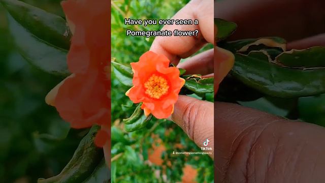 Have you ever seen a #pomegranate flower?