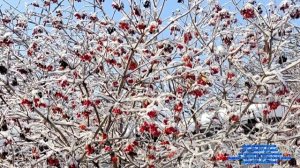 Правдивая Сплетница Заимка на Урале Ютюб канал снимает кино и зарабатывают 1 миллион в месяц