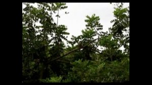 Анто́ни Пла́сид Гилье́м Гауди́-и-Корне́т и попугаи