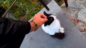 БОЛЬШАЯ ПРОГУЛКА ПО КРАСИВЫМ МЕСТАМ ЯЛТЫ. КРЫМ ОСЕНЬЮ / Жизнь в Ялте