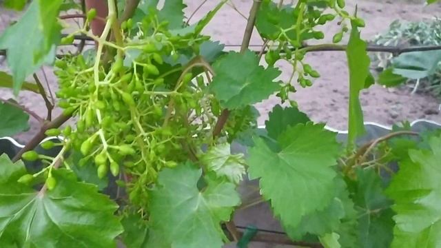 Виноград Долгожданный . 24.06.2023 смотреть онлайн