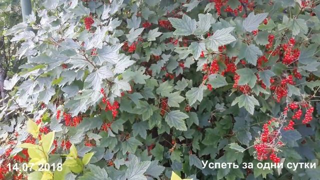14.07.2018. ЧАСТЬ 1.  КРАСНАЯ СМОРОДИНА. РАННЯЯ, ПОЗДНЯЯ. ПОЛНОЦЕННЫЙ КУСТ ИЗ СЕМЯН.