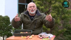 Как правильно посадить гладиолусы?