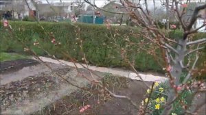 Зимостойкость персика "Инка и Майра".