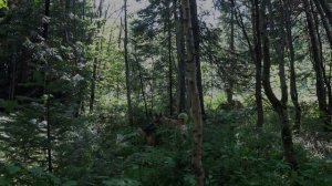 Отшельники Сибири, варим кедровую шишку, сбор шишки...