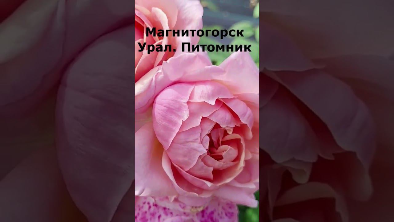 Сроки отправки заказов. Саженцы. Спрашивайте каталог на вацап 89193271772 #клематисы #питомник смотреть онлайн
