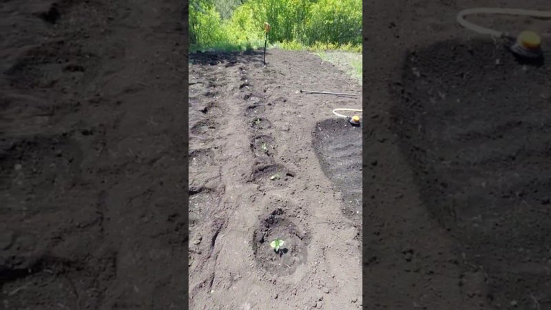 Первые посадки на моем мини огороде