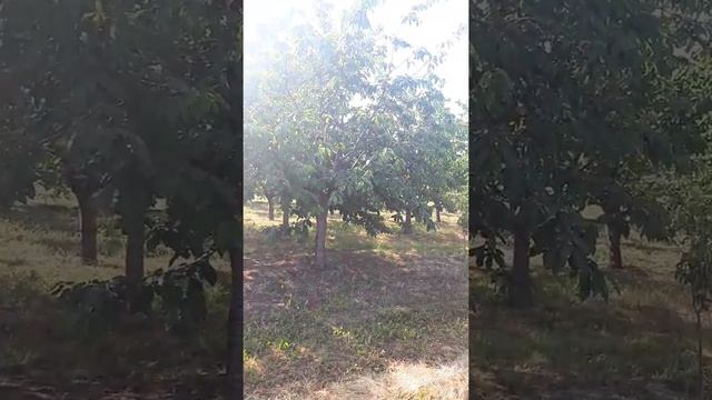 Черешня сорт крупноплодная