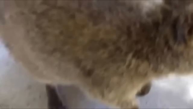Милая и забавная квокка | Pretty Quokka | Квокка