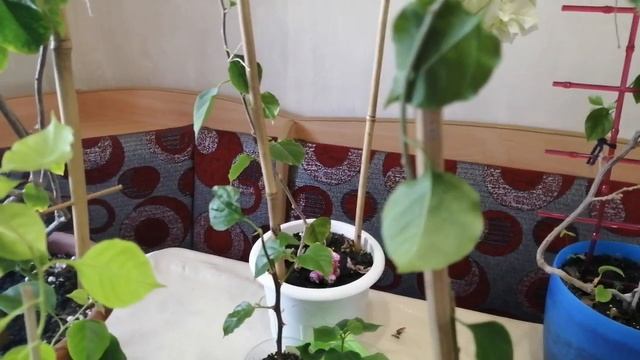 Бугенвиллия ?️. Весенняя обрезка. смотреть онлайн