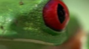 Ведьма. Как их распознать?