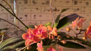 Цветущие ароматные парфюмерные фабрики! Домашнее цветение, обзор орхидей парфюмерных фабрик.