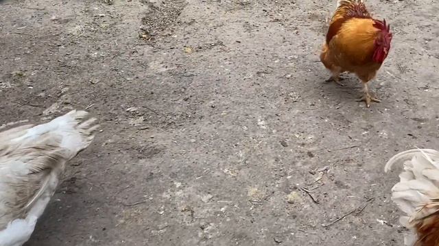 Сочный корм в рационе утки смотреть онлайн