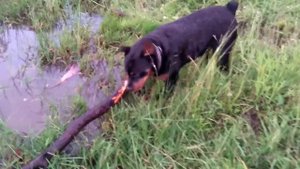 Ротвейлер тащит бревно