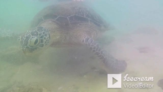 Что можно увидеть на рифе в Хиккадуве? Шри-Ланка. смотреть онлайн