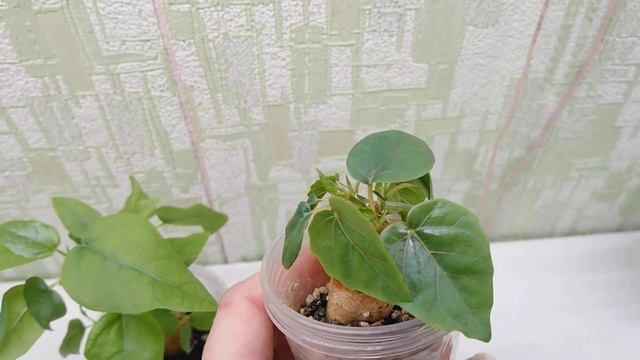 Ficus palmeri и Ficus petiolaris из семян. Продажа. смотреть онлайн