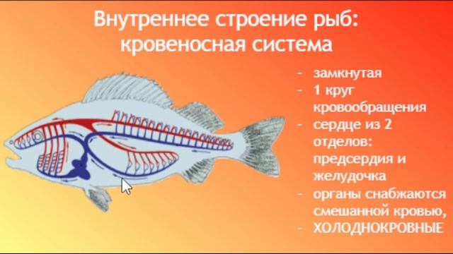 Биология ОГЭ/ЕГЭ  Выпуск 26  Надкласс Рыбы