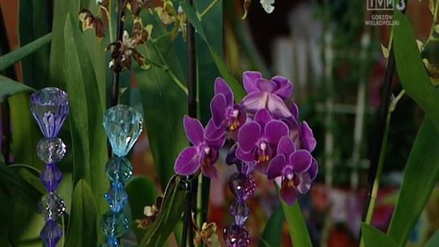 05.01.2016, Zielony Zakątek – Centrum Ogrodnicze „Żelazny” смотреть онлайн