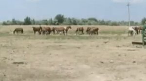Поездка к верблюдам в Астрахань