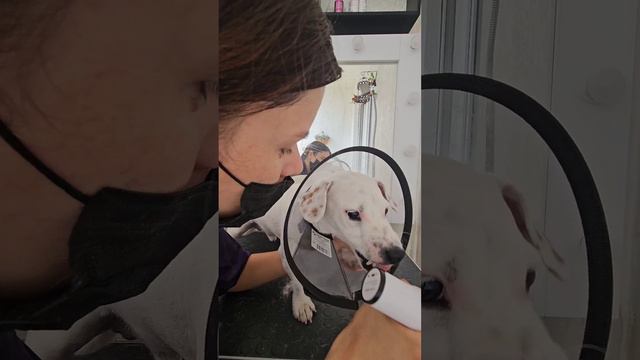 Экспресс-линька джек рассела 🐶🤍🐾