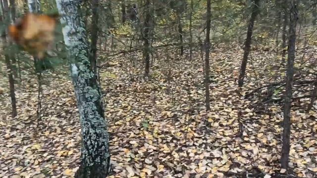 Грибы белые лес октябрь 2022 смотреть онлайн