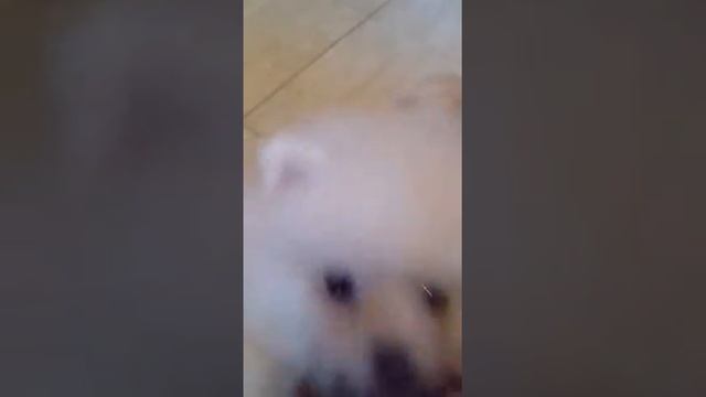 Померанский кремовый шпиц мальчик 10140