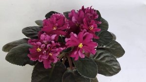 Фиалка ЛЕ-Вега, обзор сорта